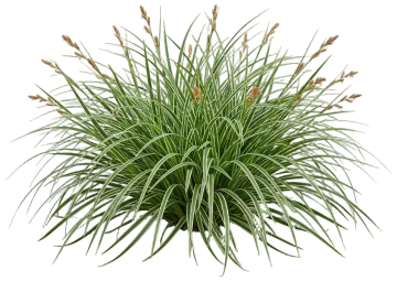 Ice Dance Sedge cut-out illustration