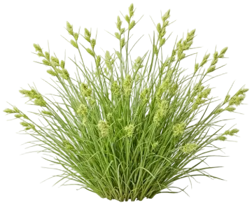 Long-Beaked Sedge cut-out illustration