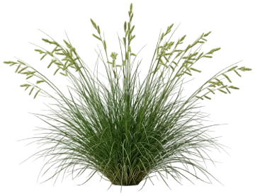 Texas Sedge cut-out illustration