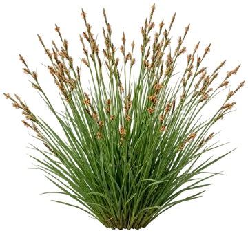 Tussock Sedge cut-out illustration