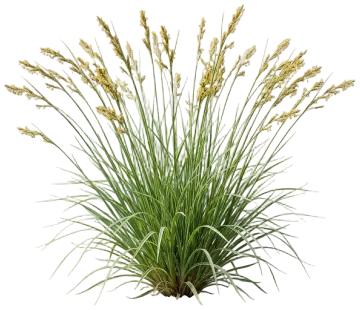 White-Tinged Sedge cut-out illustration