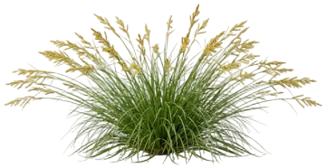 Wood's Sedge cut-out illustration