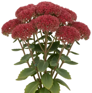 Autumn Joy Sedum cut-out illustration