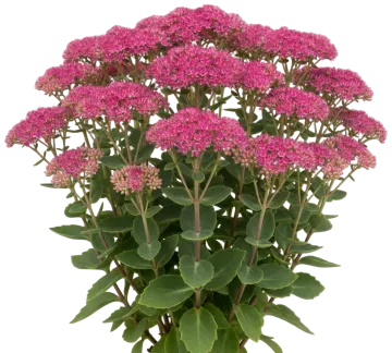 Brilliant Sedum cut-out illustration