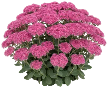 Neon Sedum cut-out illustration