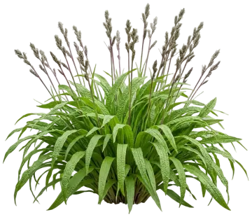 Seersucker Sedge cut-out illustration