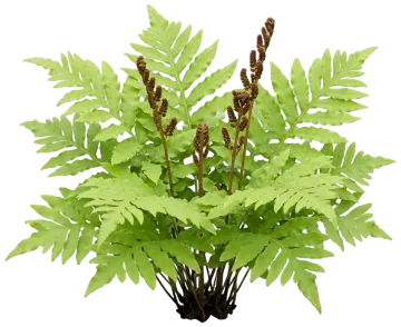Sensitive Fern cut-out illustration