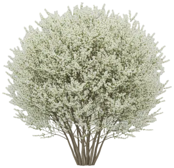 Ballerina Serviceberry cut-out illustration
