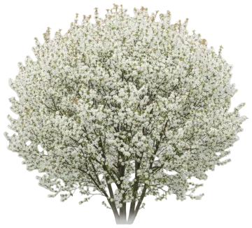 Serviceberry cut-out illustration