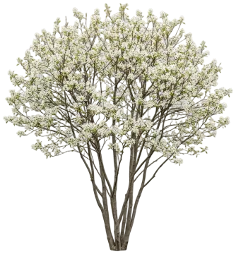 Shadblow Serviceberry cut-out illustration