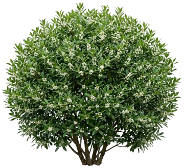 Shamrock Inkberry Holly cut-out illustration