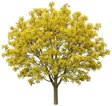 Shantung Maple cut-out illustration
