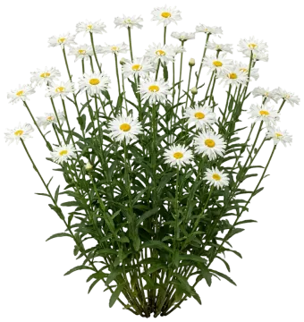 Crazy Daisy cut-out illustration