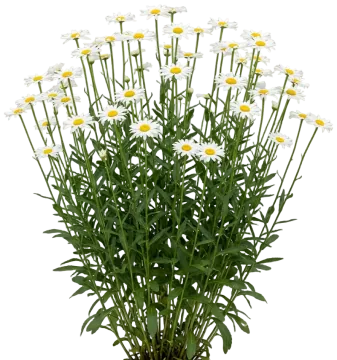 Shasta Daisy cut-out illustration