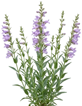 Shell-Leaf Penstemon cut-out illustration