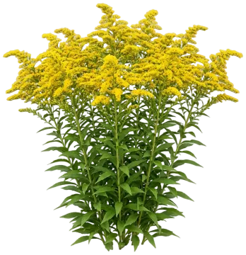 Showy Goldenrod cut-out illustration