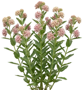 Showy Milkweed cut-out illustration