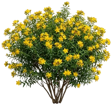 Shrubby St. John's Wort cut-out illustration