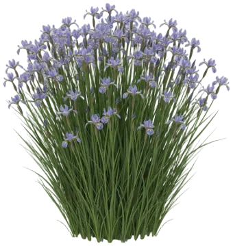Siberian Iris cut-out illustration