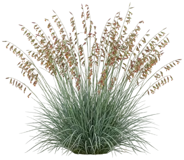 Sideoats Grama cut-out illustration