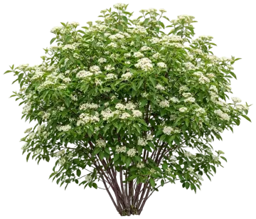 Silky Dogwood cut-out illustration