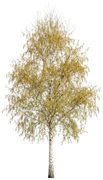 Silver Birch cut-out illustration