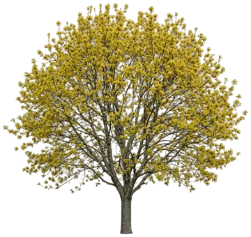 Silver Maple cut-out illustration
