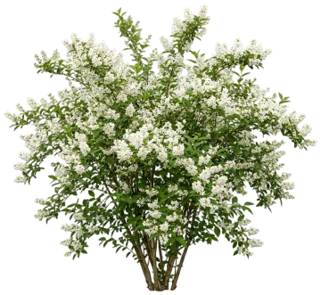 Slender Deutzia cut-out illustration
