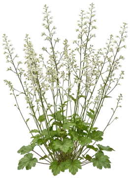 Small-Flowered Alumroot cut-out illustration