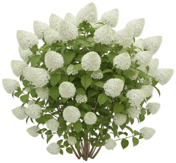 Smooth Hydrangea cut-out illustration