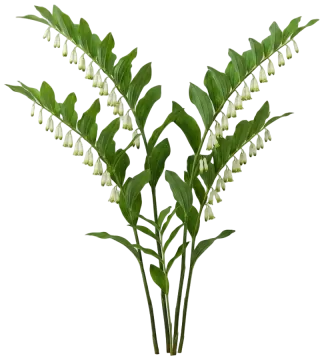 Smooth Solomon's Seal cut-out illustration