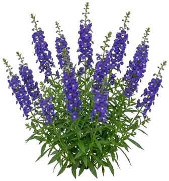 Angelface Blue Summer Snapdragon cut-out illustration