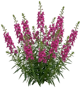 Angelface Perfectly Pink Summer Snapdragon cut-out illustration