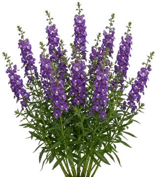 Angelface Super Blue Summer Snapdragon cut-out illustration