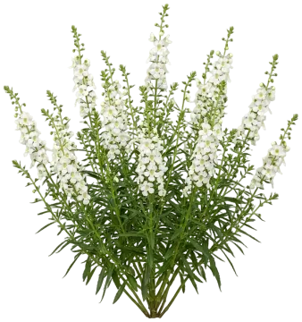Angelface White Summer Snapdragon cut-out illustration