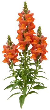 Bronze Snapdragon cut-out illustration