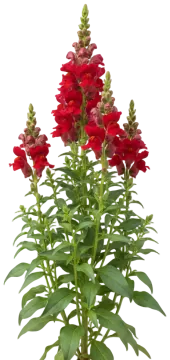 Burgundy Snapdragon cut-out illustration