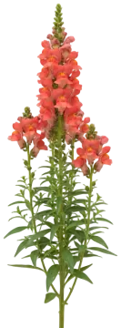 Coral Snapdragon cut-out illustration