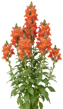 Orange Snapdragon cut-out illustration