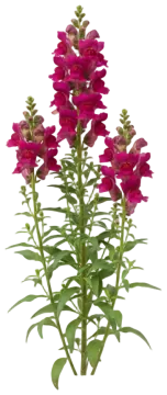 Purple Snapdragon cut-out illustration