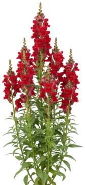 Red Snapdragon cut-out illustration