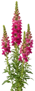 Rocket Snapdragon cut-out illustration