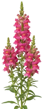 Rose Snapdragon cut-out illustration