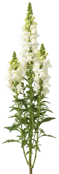 White Snapdragon cut-out illustration
