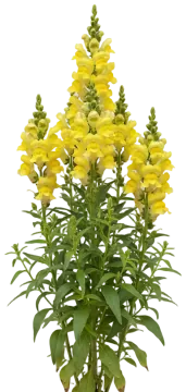Yellow Snapdragon cut-out illustration