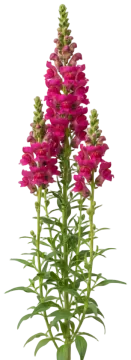 Snapdragon cut-out illustration