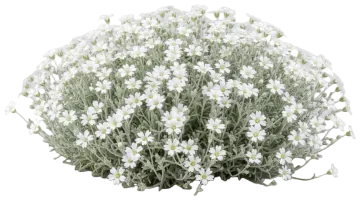 Snow-in-Summer cut-out illustration