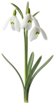 Giant Snowdrop cut-out illustration