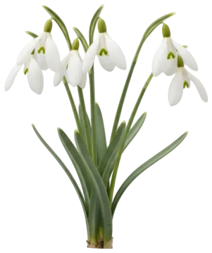 Snowdrop cut-out illustration