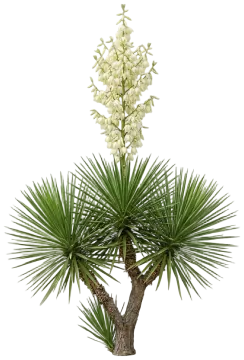 Soaptree Yucca cut-out illustration